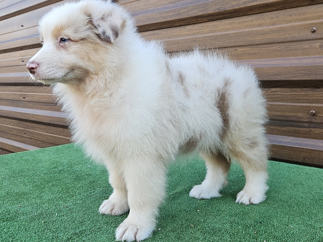 Australian Shepherd puppy for sale