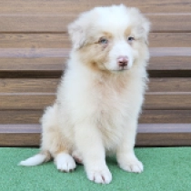Rogue, red merle Australian Shepherd for sale