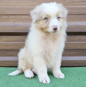 Australian Shepherd puppy for sale