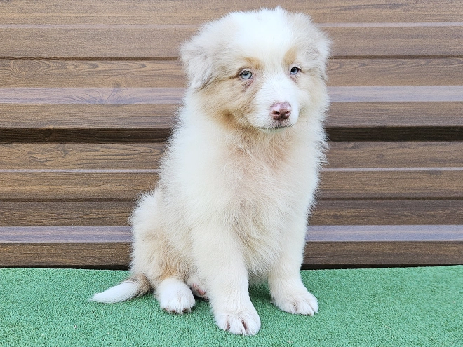 Australian Shepherd puppy for sale