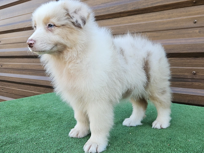 Australian Shepherd puppy for sale