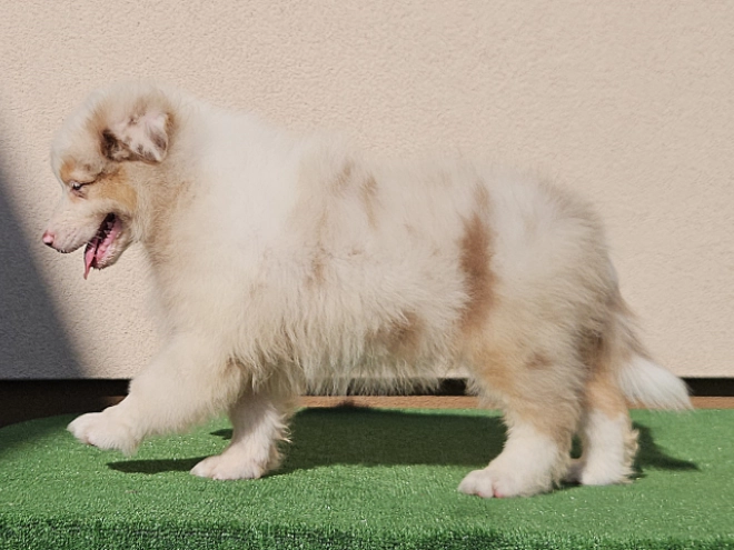 Australian Shepherd puppy for sale