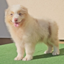 Rogue, red merle Australian Shepherd for sale