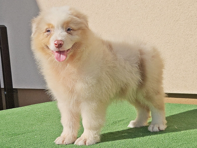 Australian Shepherd puppy for sale