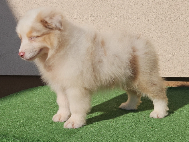 Australian Shepherd puppy for sale
