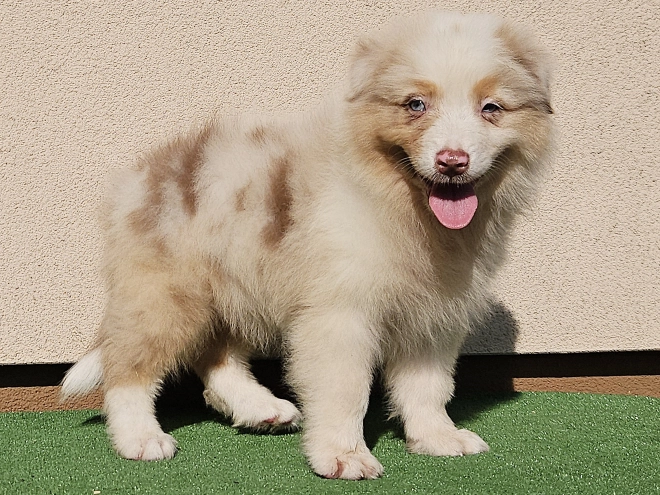 Australian Shepherd puppy for sale