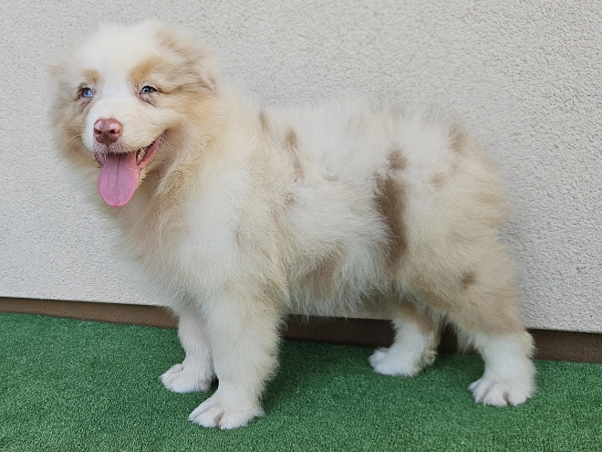 Australian Shepherd puppy for sale