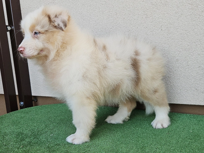 Australian Shepherd puppy for sale