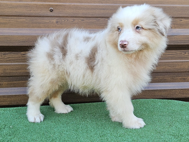 Australian Shepherd puppy for sale