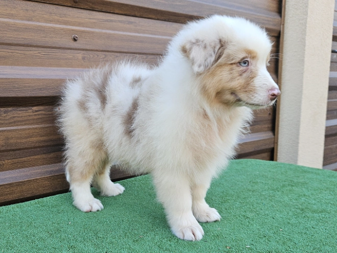 Australian Shepherd puppy for sale