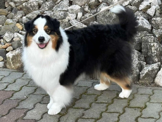 Australian Shepherd puppy for sale