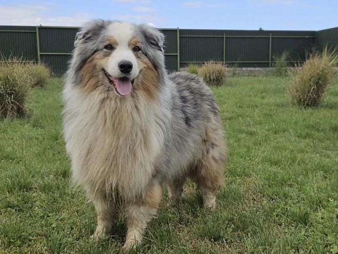 Australian Shepherd puppy for sale