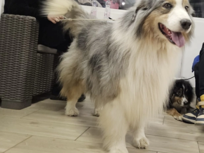 Australian Shepherd puppy for sale