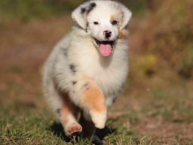 Perros Pastor Australiano en venta