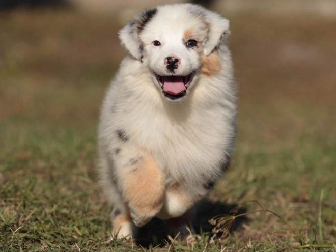 Perros Pastor Australiano en venta