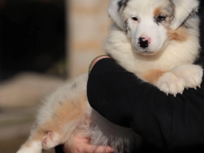 Perros Pastor Australiano en venta