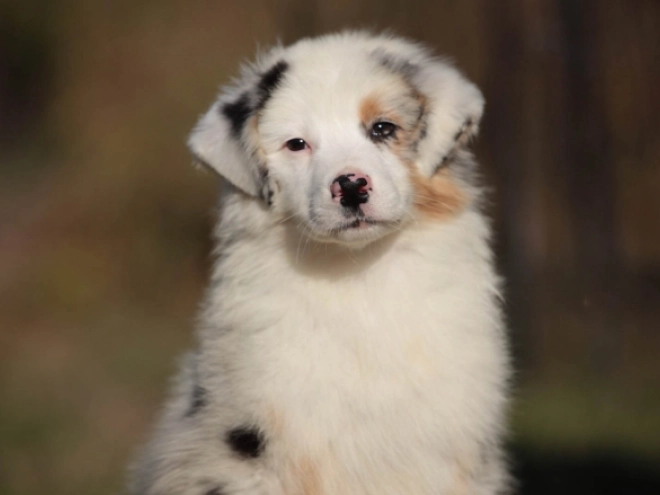 Perros Pastor Australiano en venta