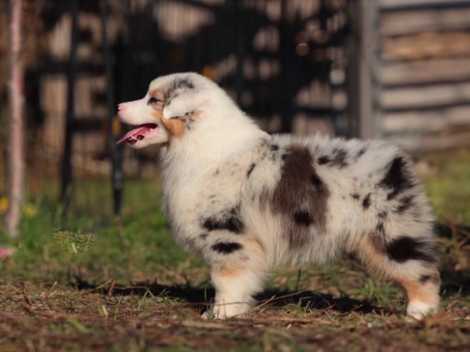 Perros Pastor Australiano en venta
