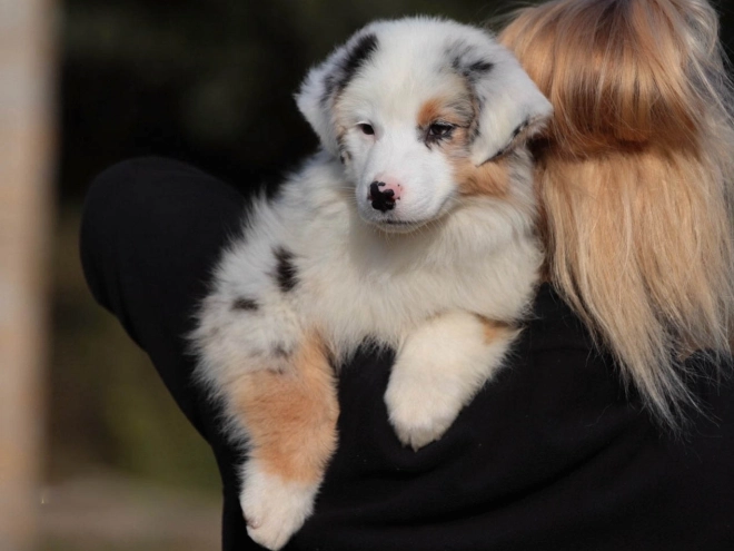Perros Pastor Australiano en venta