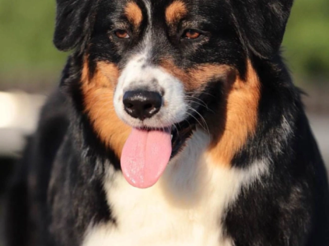 Perros Pastor Australiano en venta