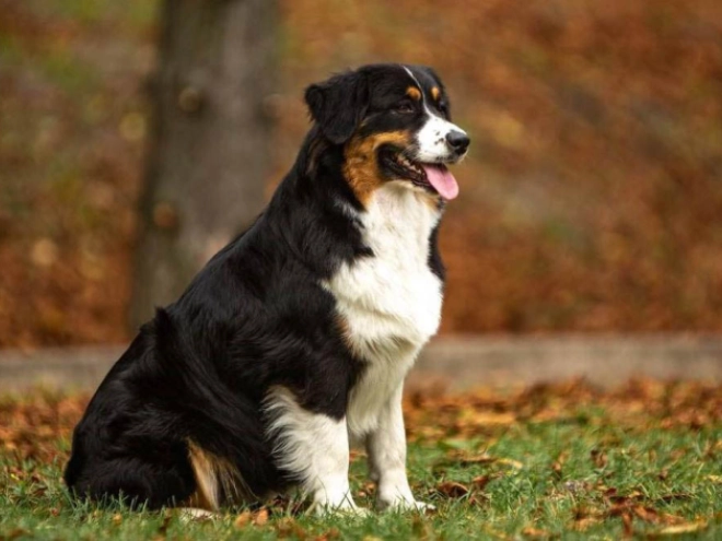 Perros Pastor Australiano en venta