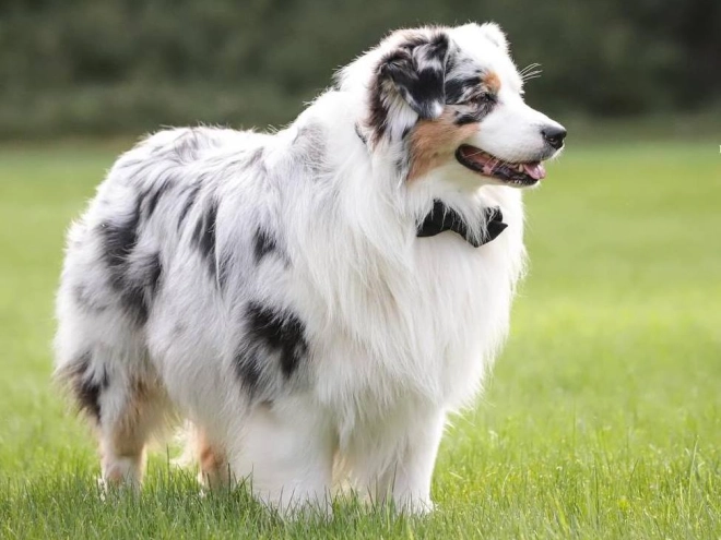 Perros Pastor Australiano en venta
