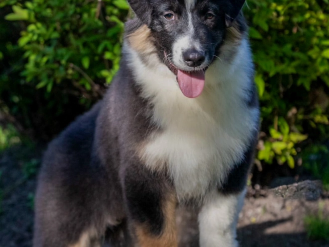 Australian Shepherd Welpe kaufen