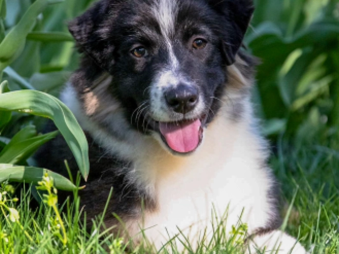Australian Shepherd Welpe kaufen