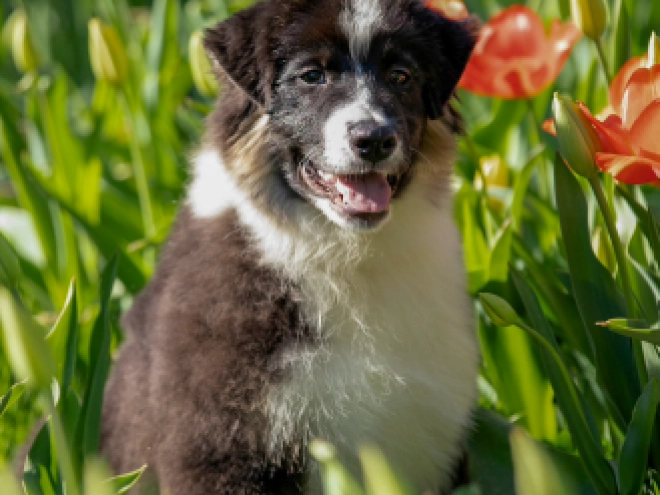 Australian Shepherd Welpe kaufen