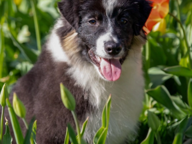 Australian Shepherd Welpe kaufen