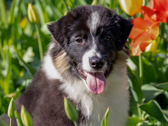Australian Shepherd Welpe kaufen