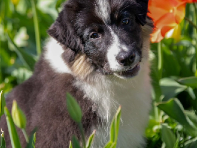 Australian Shepherd Welpe kaufen