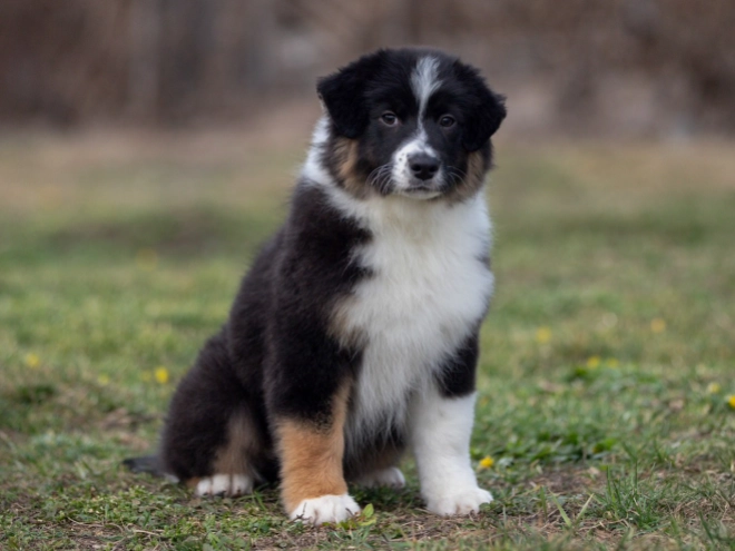 Australian Shepherd puppy for sale