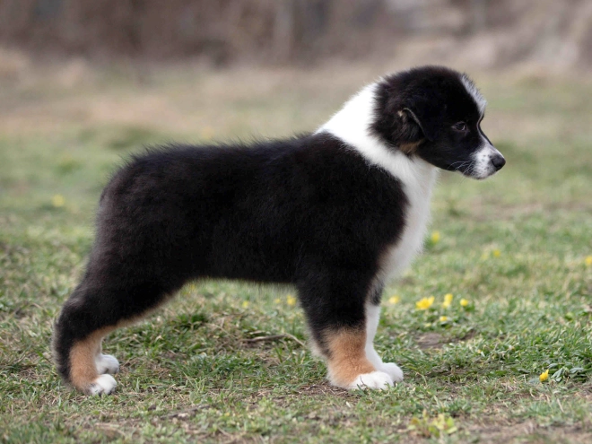 Australian Shepherd puppy for sale