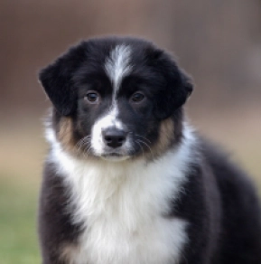 Australian Shepherd puppy for sale