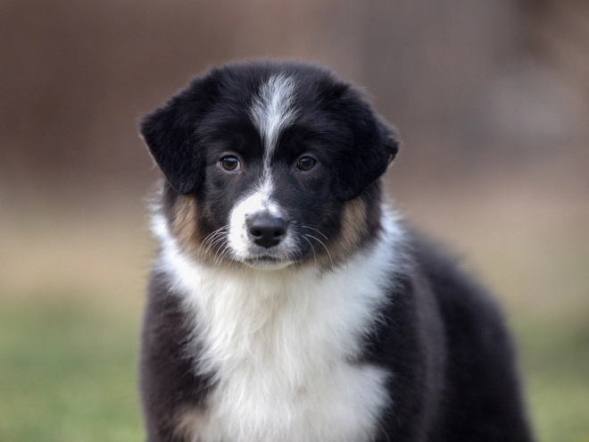 Australian Shepherd puppy for sale