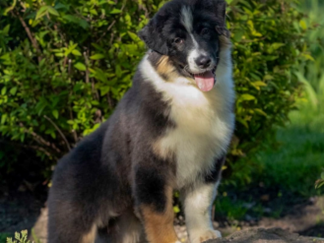 Australian Shepherd Welpe kaufen