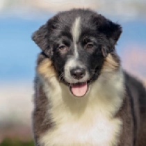 By Night, tricolor Australian Shepherd Welpen kaufen