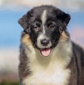 Perros Pastor Australiano en venta