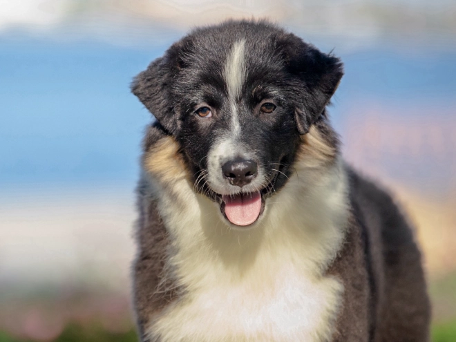Australian Shepherd Welpe kaufen