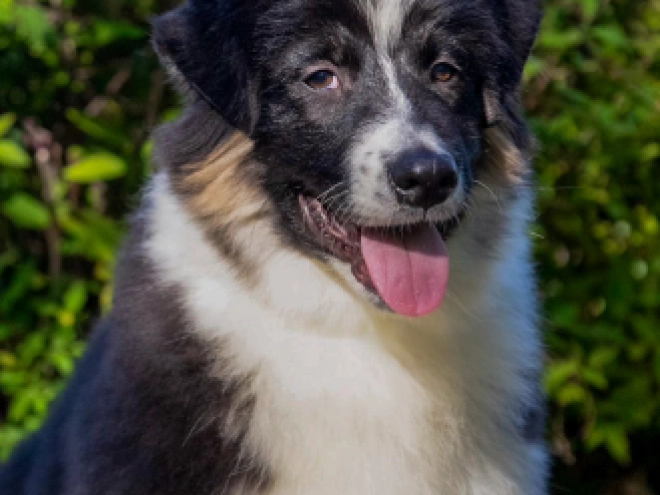 Australian Shepherd Welpe kaufen