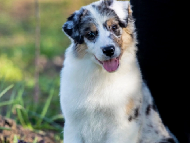 Australian Shepherd puppy for sale