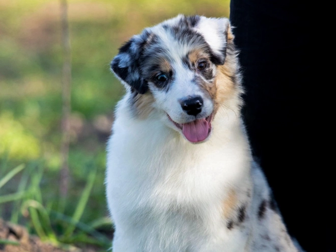 Australian Shepherd puppy for sale