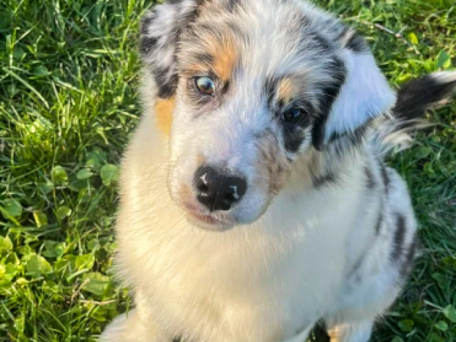 Australian Shepherd puppy for sale