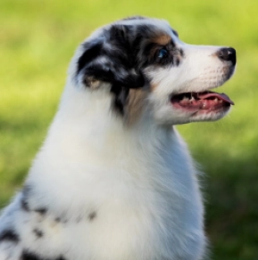 Australian Shepherd puppy for sale