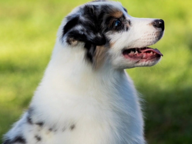 Australian Shepherd puppy for sale