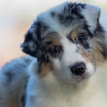 Legacy, merle Australian Shepherd Welpen kaufen