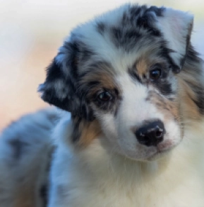 Perros Pastor Australiano en venta