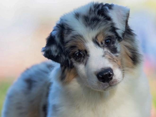 Perros Pastor Australiano en venta