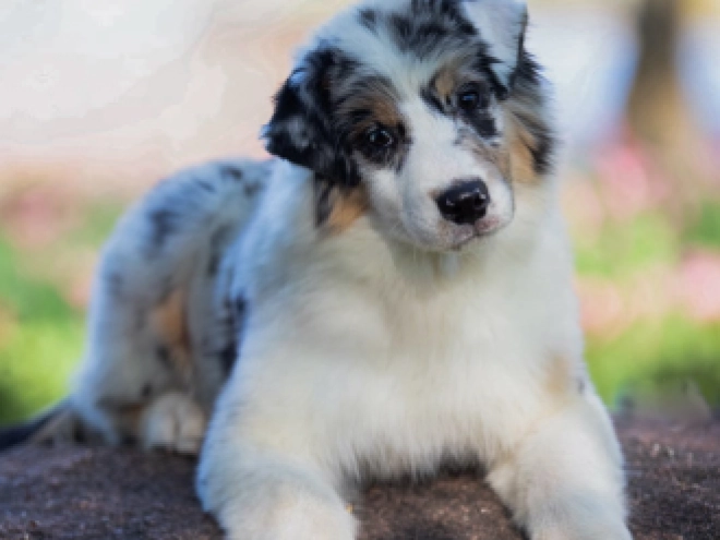 Perros Pastor Australiano en venta